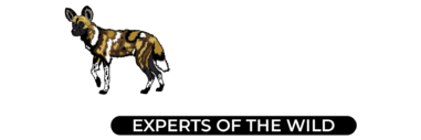 Mchakamchaka Tours