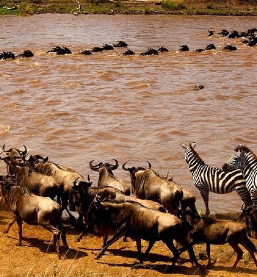 5-days-migration-safari-in-tanzania1