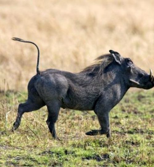 5600005e633491d6706cf1761f912014