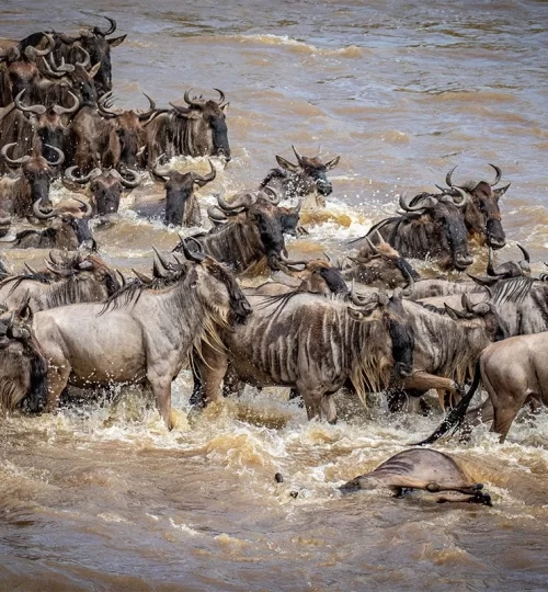 8-days-serengeti-wildebeest-migration-safari