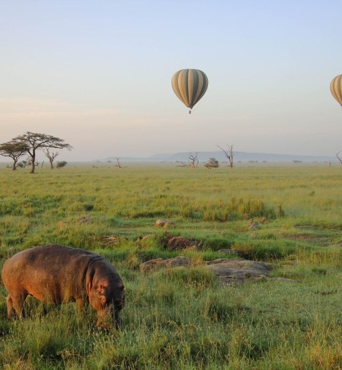 BALOON SAFARIS