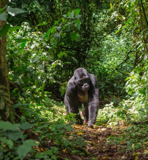 Blog-Rwanda-Why-Go-images-Gorilla-Singita-Kwitonda-Lodge