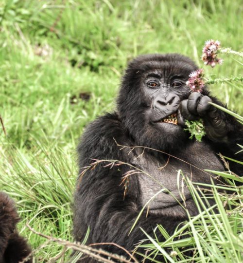Blog-Rwanda-Why-Go-images-Gorilla-sabyinyo
