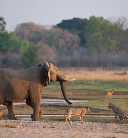 ELEPHANTS HUNTED BY LIONS
