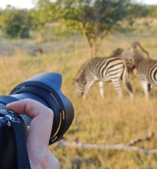 42742934 - photographing wildlife, south africa