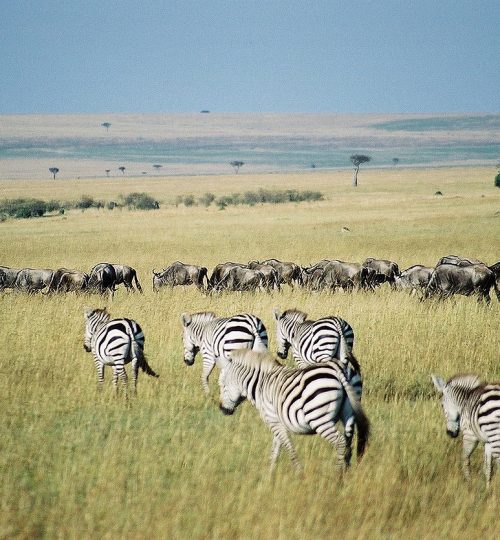 GnusAndZebrasInMaraMasai