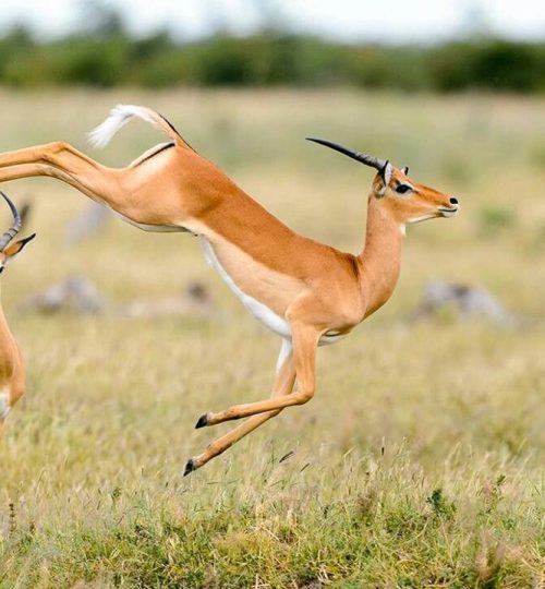 IMPALAS JUMPING