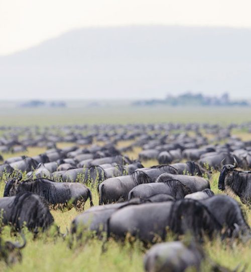 MasaiMaraPhotographytour2