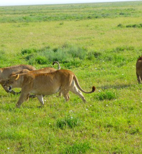 Migration-Animals-22-1