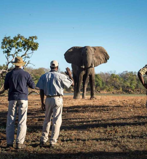african-icons-in-south-luangwa-national-park-zambia-WALKSAFARI1021-6796f5cb151c4e97895bd79640886257