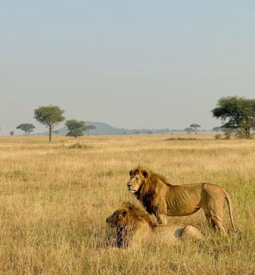 c56059036cf438f175c0495237452224