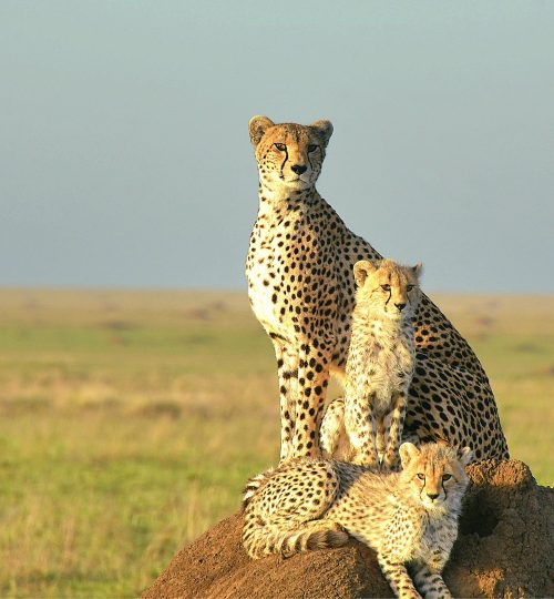cheetah and cubs