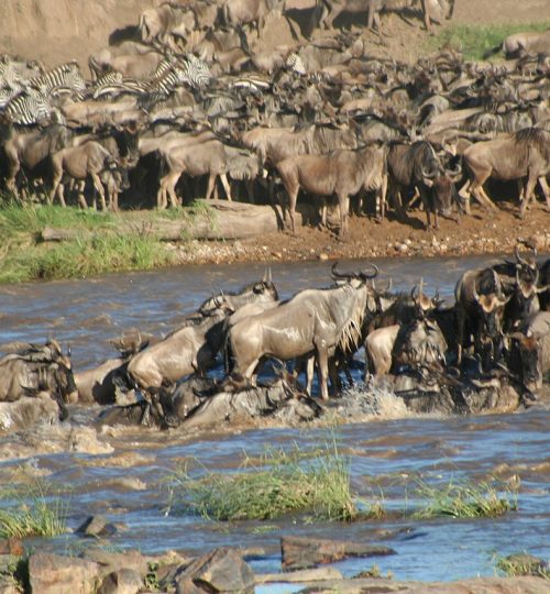 crossing in serengeti