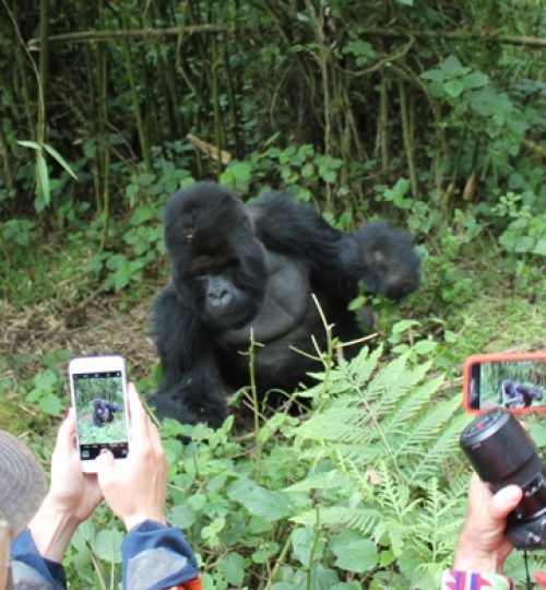 gorilla-trekking-rwanda1