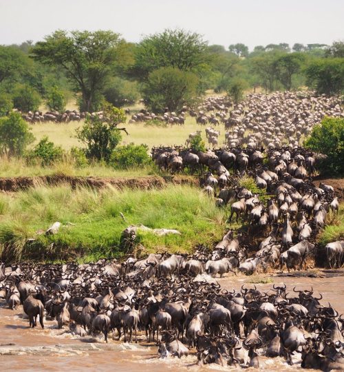 migration-jorge-tung-go2africa